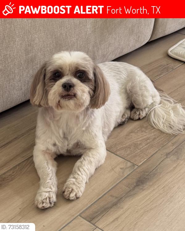 Lost Female Dog last seen Echo lake area, Fort Worth, TX 76115