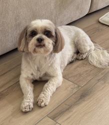Lost Female Dog last seen Echo lake area, Fort Worth, TX 76115