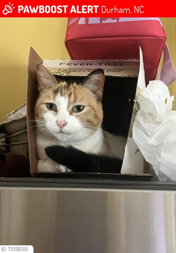 Lost Female Cat last seen Valley Run and Old Chapel Hill, Durham, NC 27707