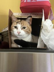 Lost Female Cat last seen Valley Run and Old Chapel Hill, Durham, NC 27707