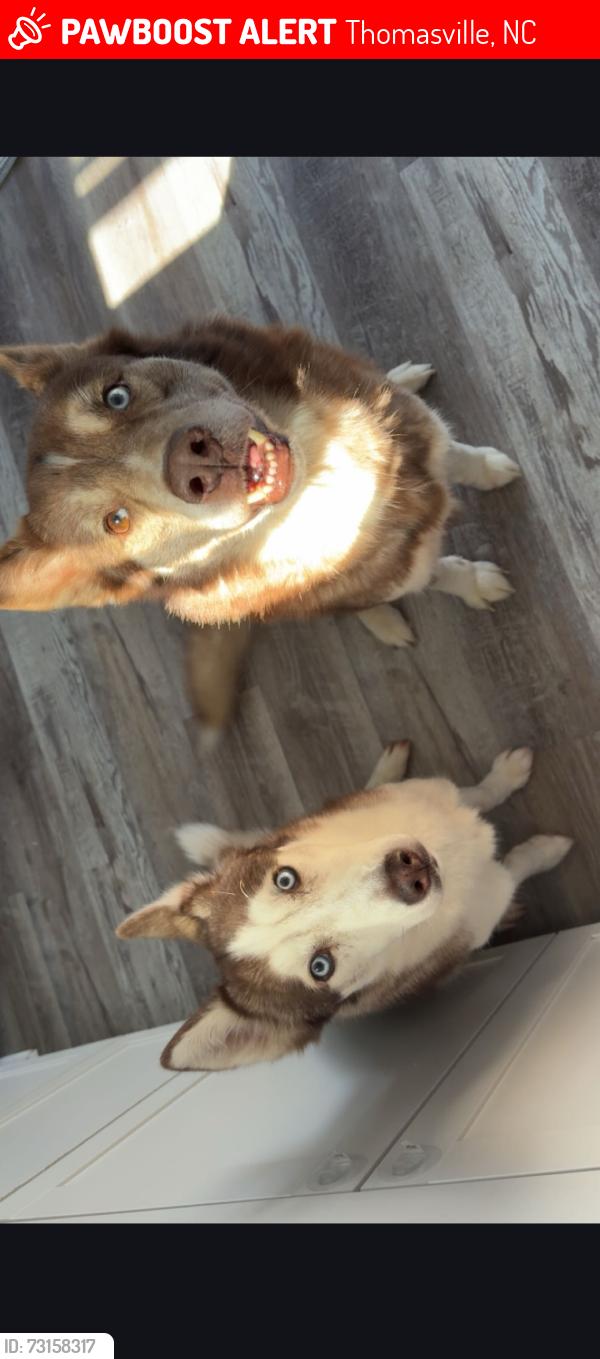 Lost Male Dog last seen midway school rd, Thomasville, NC 27360
