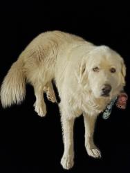 Lost Female Dog last seen South Bunker Hill Drive and Grant Avenue, San Bernardino, CA 92410