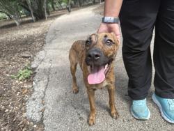 Found/Stray Female Dog last seen McAllister Dog Park, San Antonio, TX 78247