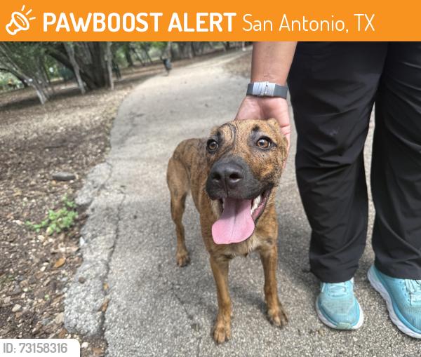 Found/Stray Female Dog last seen McAllister Dog Park, San Antonio, TX 78247