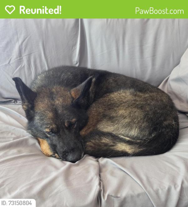 Reunited Male Dog last seen 23 Mile Road and Donner, Chesterfield, MI 48047