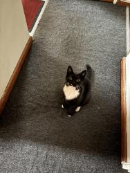 Reunited Male Cat last seen Near Hillside Avenue, Queens, NY 11001