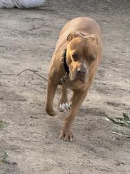Reunited Female Dog last seen Peddley, Riverside, CA 92509