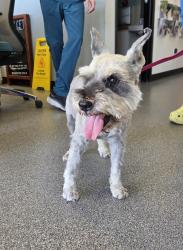 Found/Stray Male Dog last seen River/ Fuller Ranch, Eastvale, CA 92880