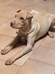 Lost Female Dog last seen El Gato Rd and Alamo Rd, Alamo, TX 78516