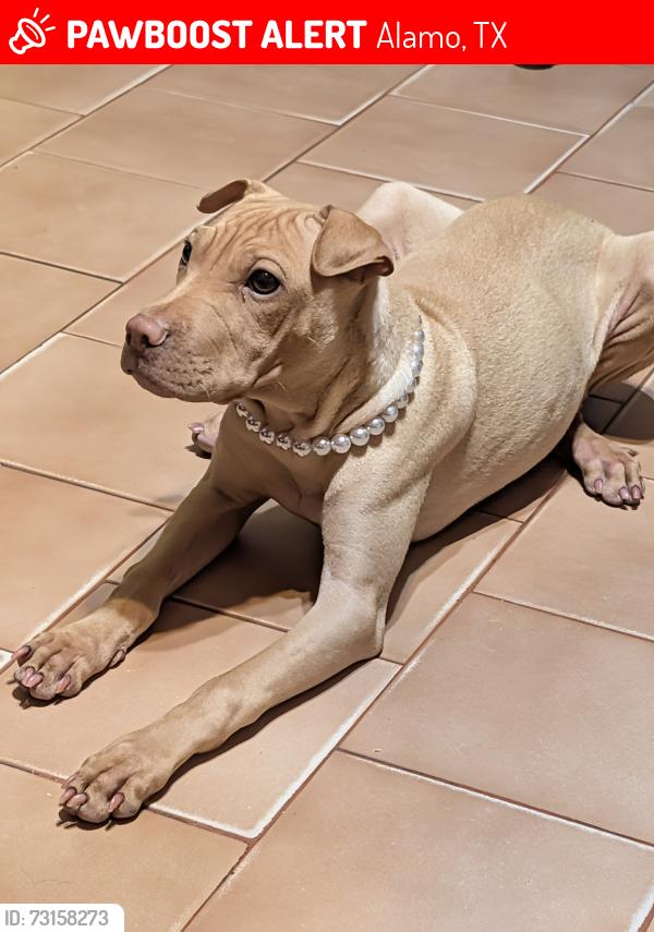 Lost Female Dog last seen El Gato Rd and Alamo Rd, Alamo, TX 78516
