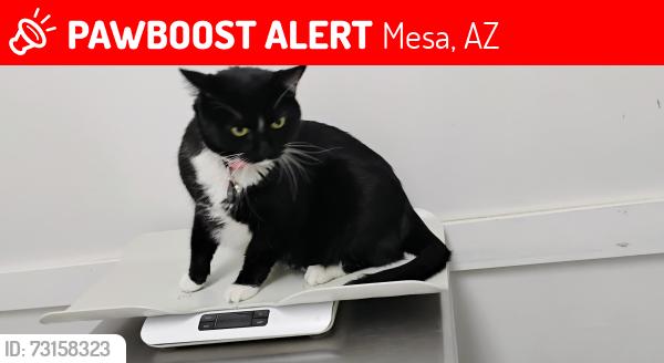 Lost Female Cat last seen Southern and center, Mesa, AZ 85210