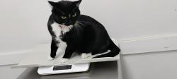 Lost Female Cat last seen Southern and center, Mesa, AZ 85210