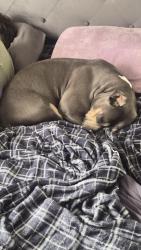 Reunited Female Dog last seen She got out of fenced in yard. No clue which direction she went., Indianapolis, IN 46219