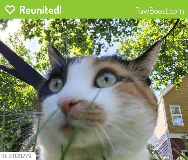 Reunited Unknown Cat last seen Jessie and Nassau, Winnipeg, MB R3L 0R5