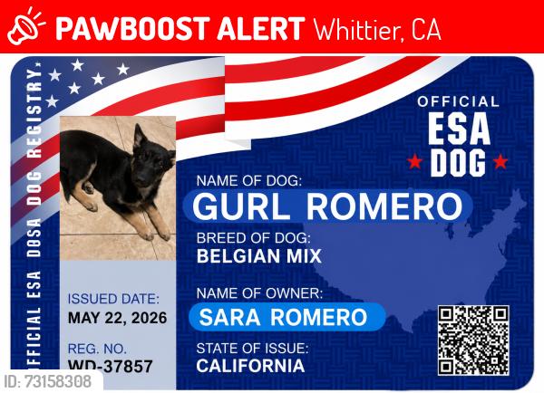 Lost Female Dog last seen Whittier, Whittier, CA 90601