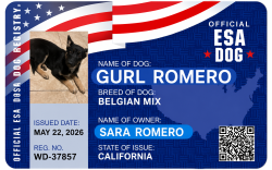 Lost Female Dog last seen Whittier, Whittier, CA 90601