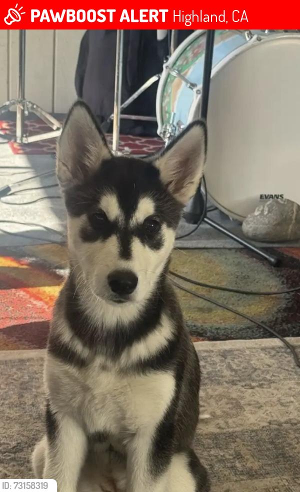 Lost Female Dog last seen Lynwood and Arden, Highland, CA 92346
