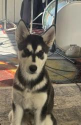 Lost Female Dog last seen Lynwood and Arden, Highland, CA 92346