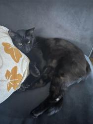 Lost Male Cat last seen Near Amiro Lane, Spring Hill, FL 34609