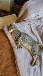 Reunited Female Cat last seen Nash Street, Rocky Mount, NC 27804