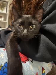 Found/Stray Unknown Cat last seen On my porch, Memphis, TN 38018