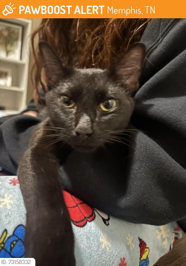 Found/Stray Unknown Cat last seen On my porch, Memphis, TN 38018