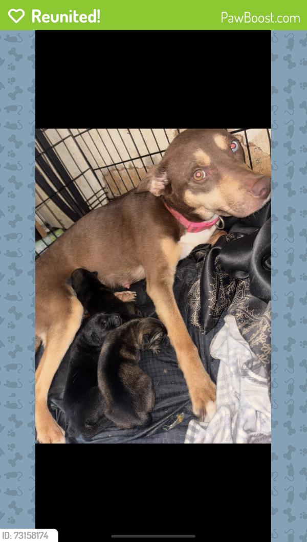 Reunited Female Dog last seen Wyoming st and division st Oxford st, Wilkes-Barre, PA 18706