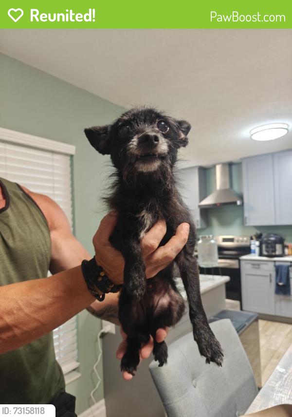 Reunited Male Dog last seen Avalon Terrace Dr, Brandon, FL, USA, Brandon, FL 33594
