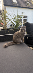 Reunited Female Cat last seen Warrenpoint, Warrenpoint, Northern Ireland 