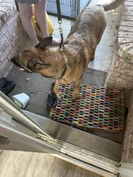 Reunited Male Dog last seen Still Brooke and Bison Trail, Albuquerque, NM 87120