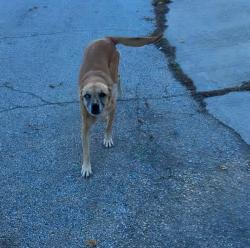 Lost Female Dog last seen Hodunk, Co Hwy D, WI 53138