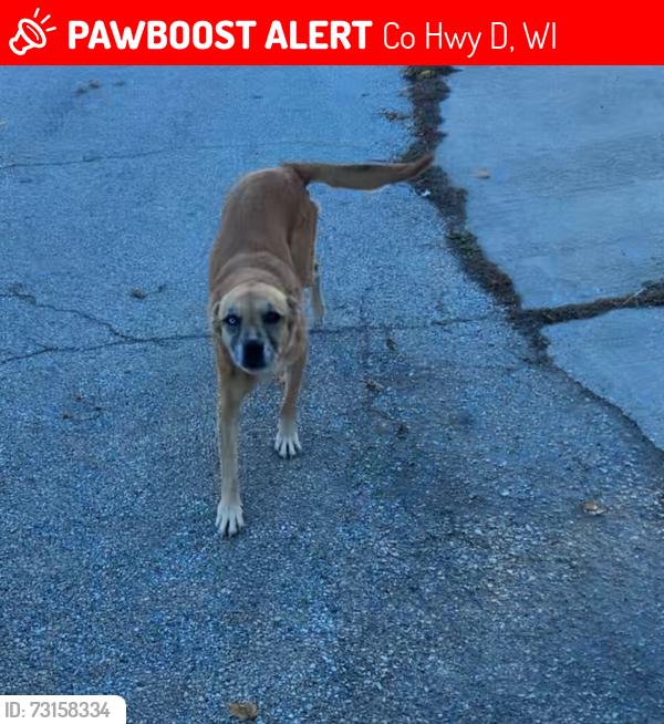 Lost Female Dog last seen Hodunk, Co Hwy D, WI 53138