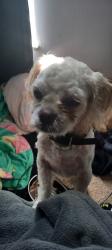Found/Stray Male Dog last seen mid rivers mall drive and hwy 70, St. Peters, MO 63376