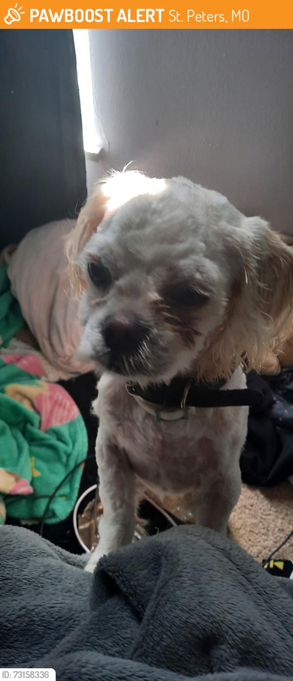 Found/Stray Male Dog last seen mid rivers mall drive and hwy 70, St. Peters, MO 63376
