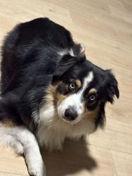 Lost Male Dog last seen Tweedy blvd, otis, South Gate, CA 90280