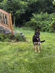 Found/Stray Male Dog last seen By Tradedman Restaurant, US-40, PA 15413