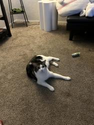 Reunited Male Cat last seen on 135th ave nearby Sw brittany dr, Portland, OR 97223