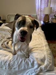 Reunited Female Dog last seen 55th and Paseo, Kansas City, MO 64110