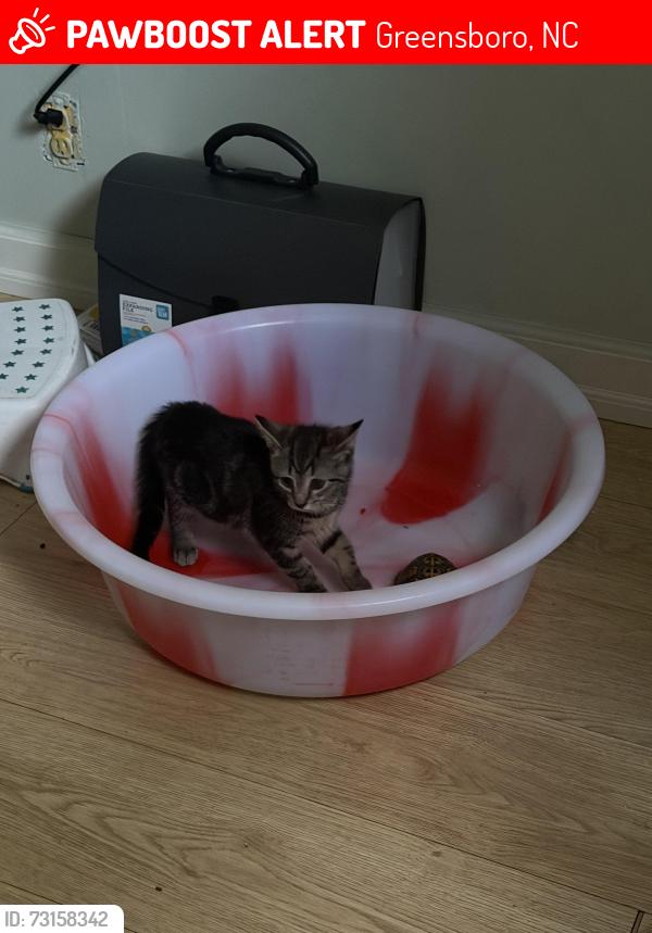 Lost Female Cat last seen Webster road Greensboro nc, Greensboro, NC 27406