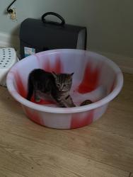 Lost Female Cat last seen Webster road Greensboro nc, Greensboro, NC 27406