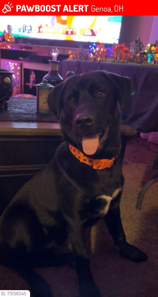 Lost Male Dog last seen Clay Center, OH, Genoa, OH 43430