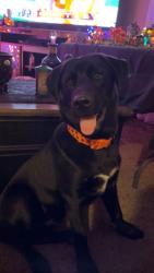 Lost Male Dog last seen Clay Center, OH, Genoa, OH 43430