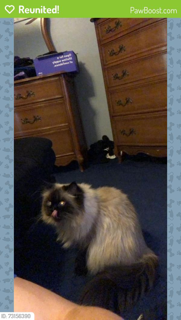 Reunited Male Cat last seen Main Street North, Hutchinson, MN 55350