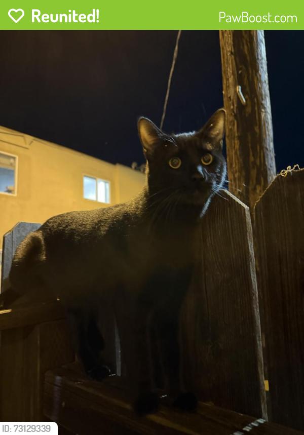 Reunited Male Cat last seen Roscoe and De soto, Los Angeles, CA 91304