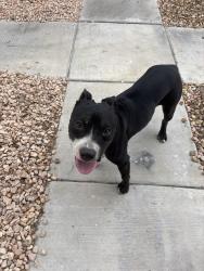 Found/Stray Female Dog last seen Near w Oakey blvd, Las Vegas, NV 89102