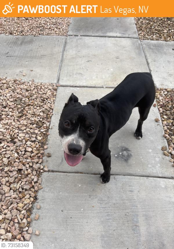 Found/Stray Female Dog last seen Near w Oakey blvd, Las Vegas, NV 89102