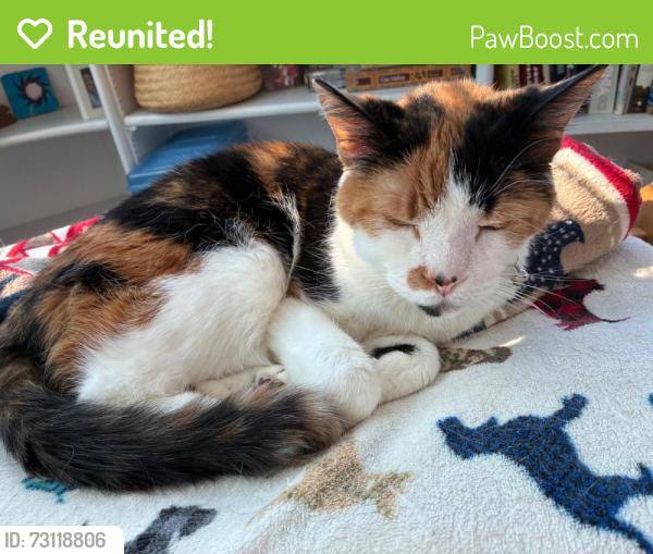 Reunited Female Cat last seen Nassau Road and Rt. 1, Lewes DE, Sussex County, DE 19958