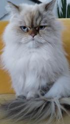 Lost Female Cat last seen Jasmine Way and Florida Ave, Denver, CO 80224