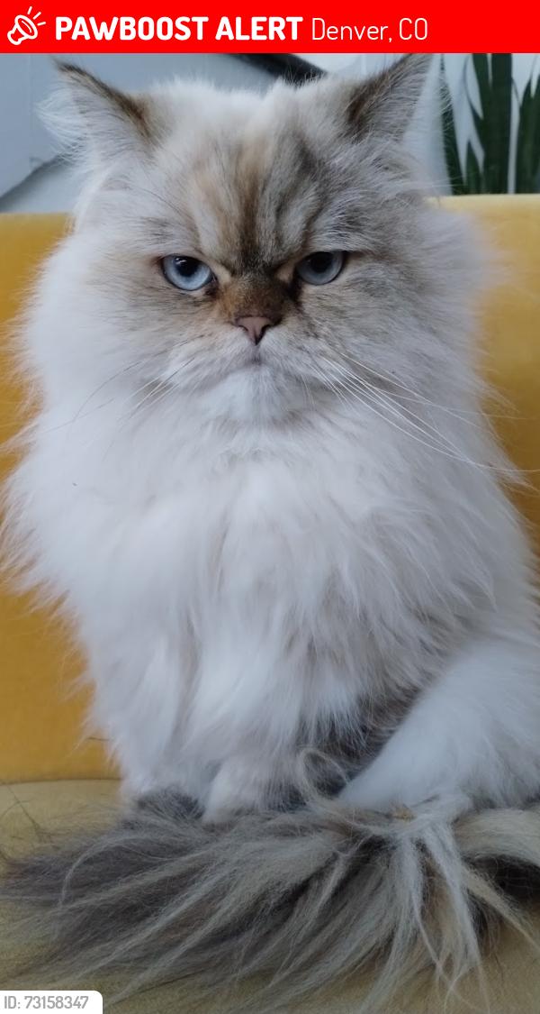 Lost Female Cat last seen Jasmine Way and Florida Ave, Denver, CO 80224