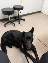 Lost Female Dog last seen Front yard of dead end street Dusty lane, Linden, NC 28356
